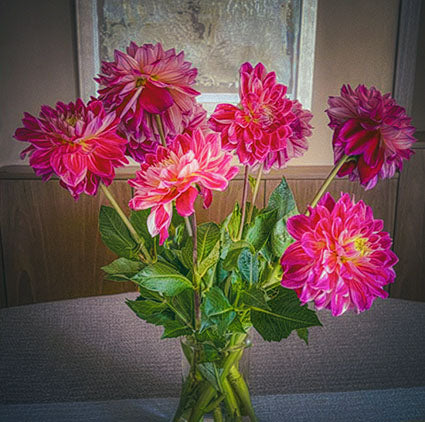 Photography of Dahlia flower