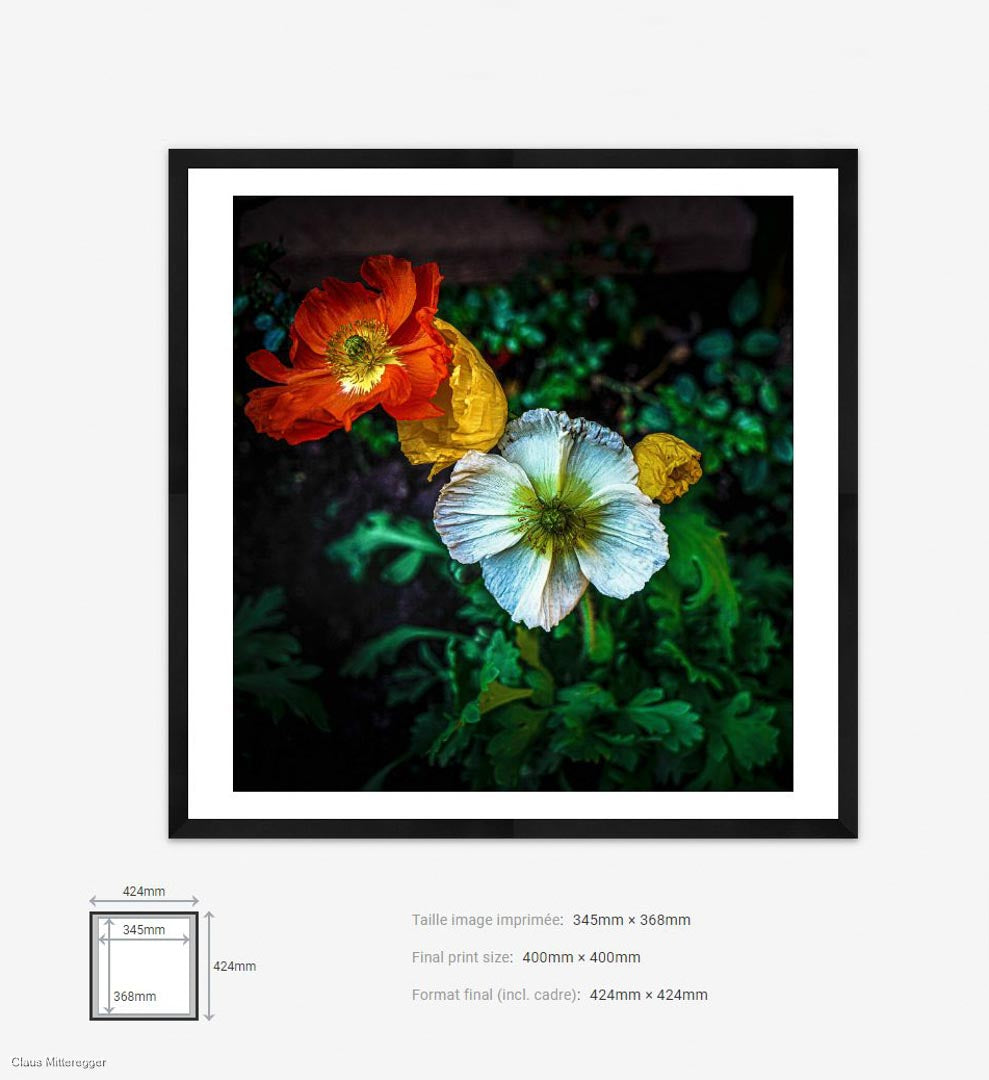 Framed photography of poppies flowers