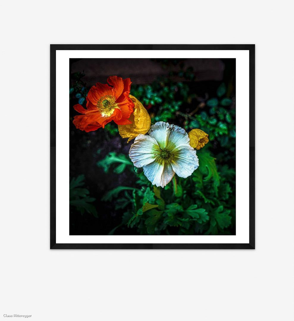 Framed photography of poppies flowers