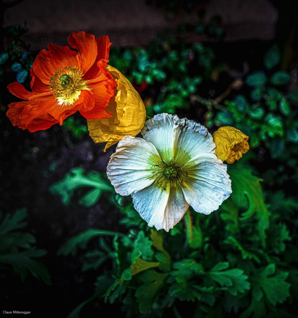 Photography of poppies flowers
