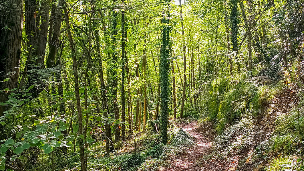 Photography of a path in a forest