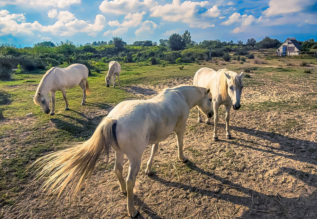 Photography of white horses in Camargue