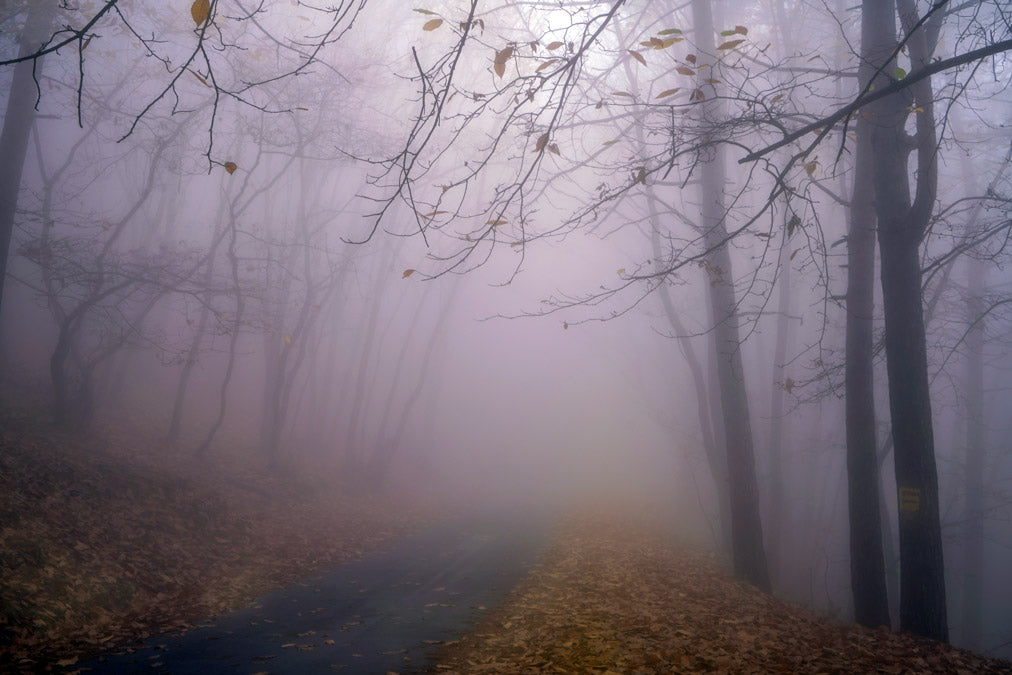 Photography of a foggy forest