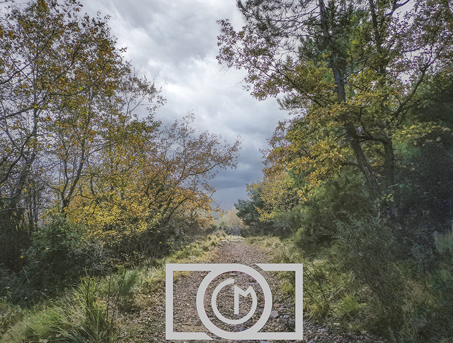 Photography of a path in the forest