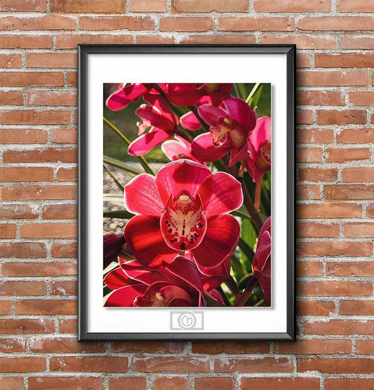 Framed photography of red orchids