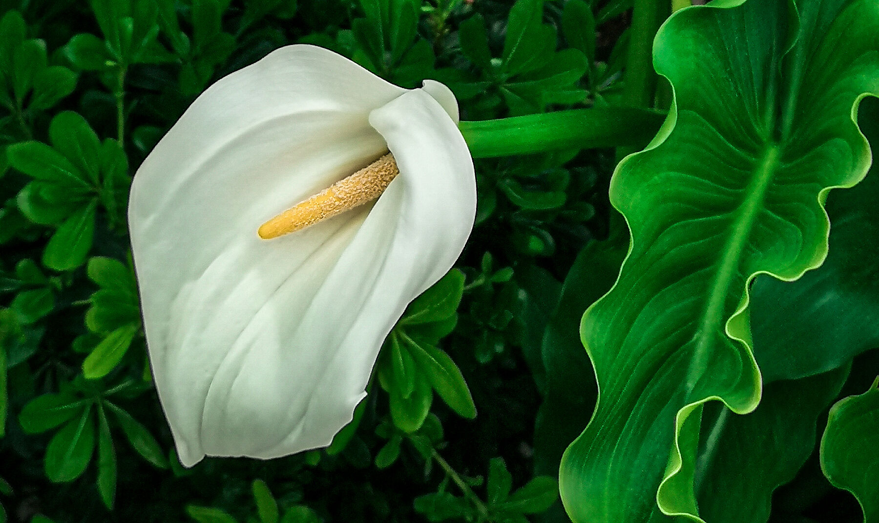 photography of a Calla Lilly