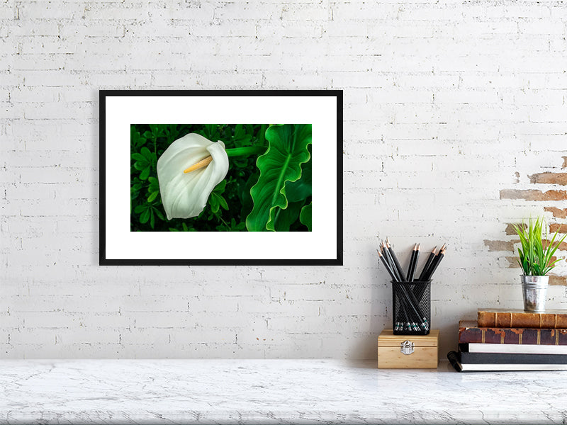 Framed photography of a calla lily