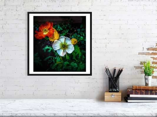 Framed photography of poppies