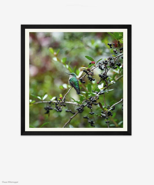 Framed photography of a hummingbird