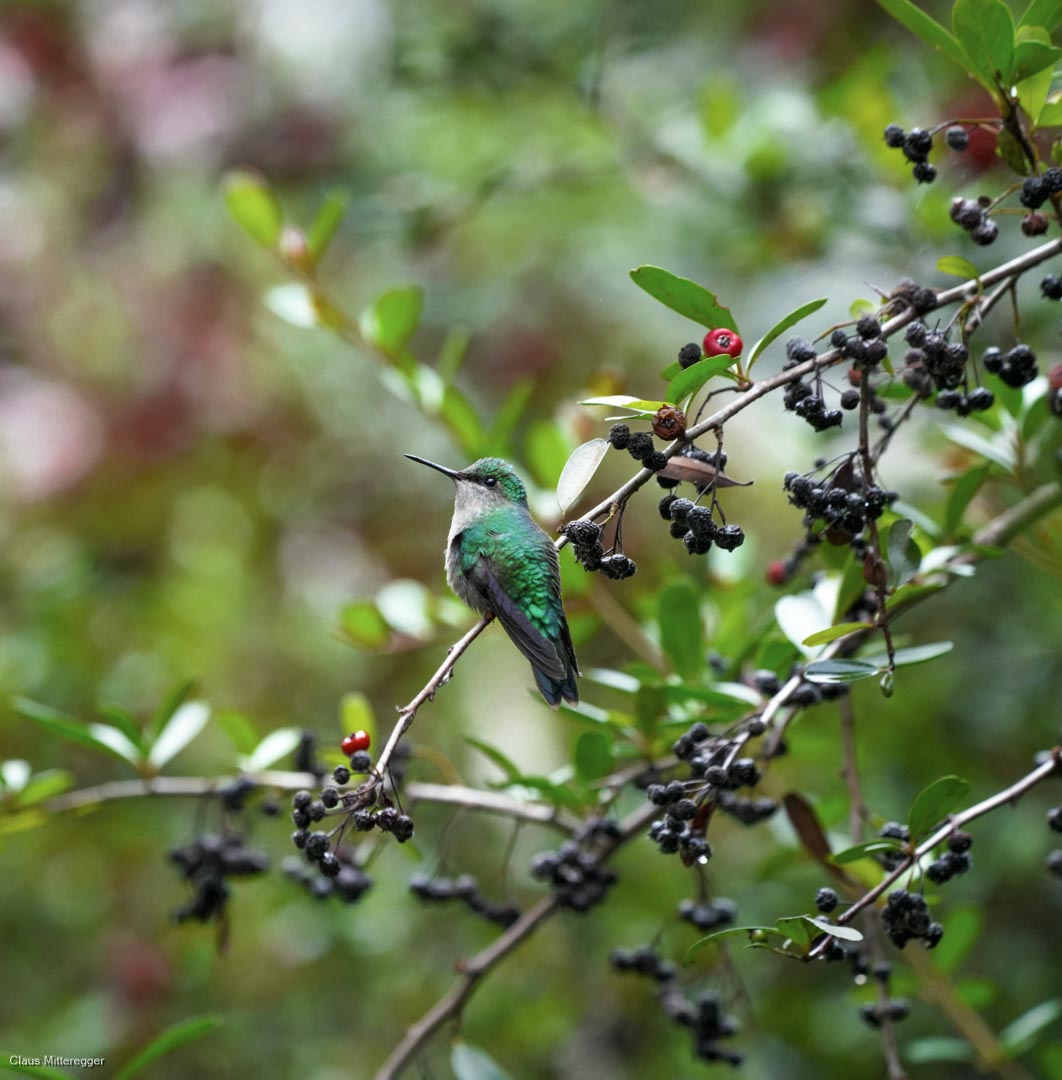 Framed photography of a hummingbird