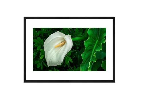 Framed photography of a Calla Lily